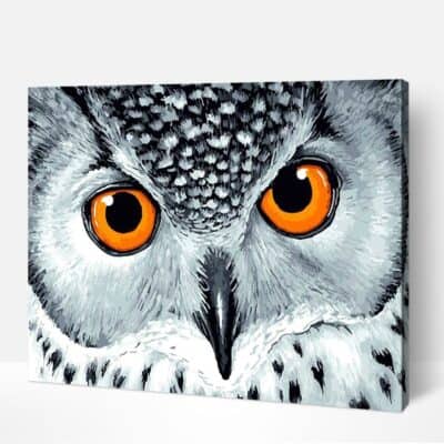 Owl Eyes Paint by Numbers